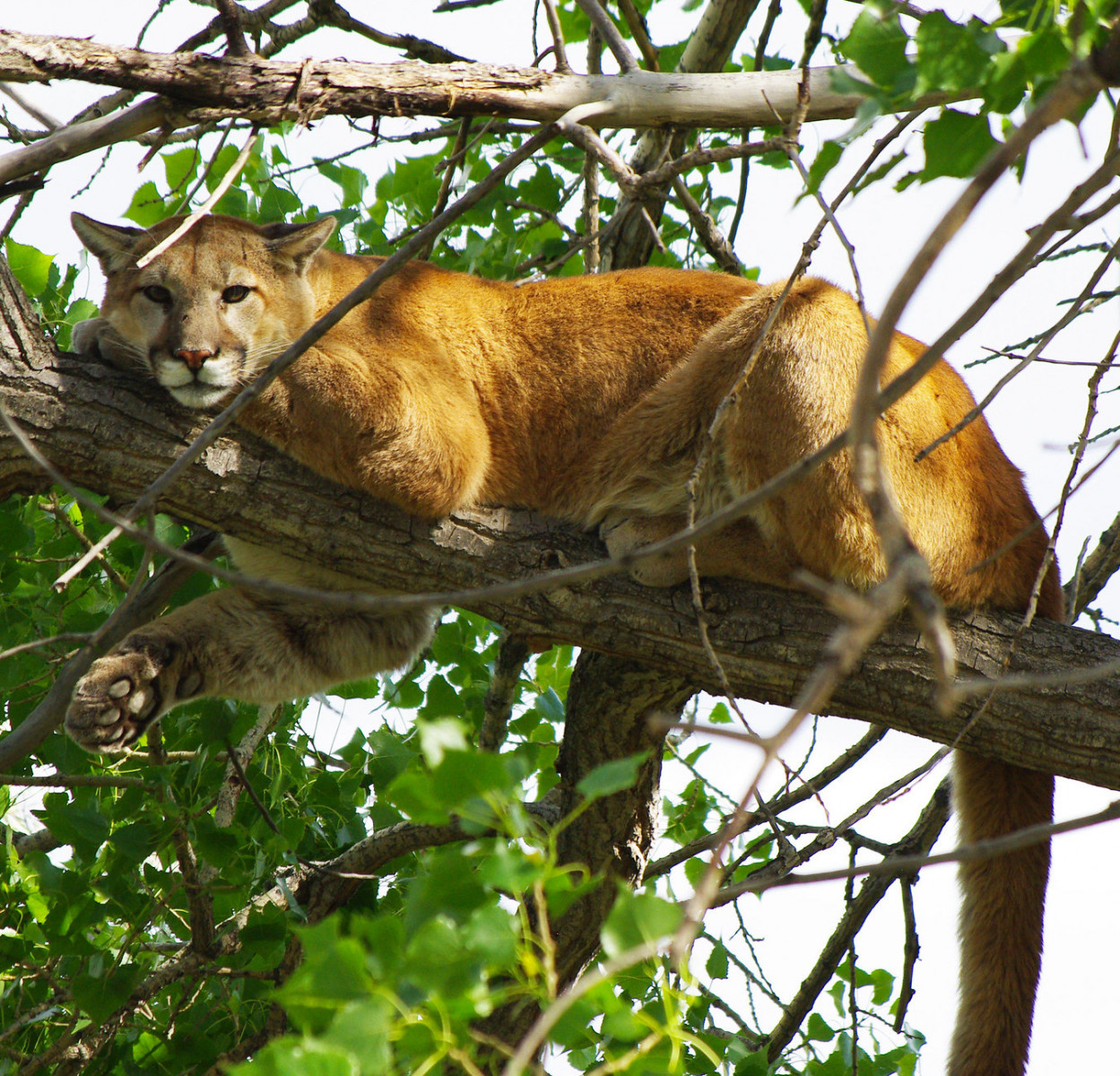 A tan-colored adult cougar rests on a tree limb, partially obscured by some branches.